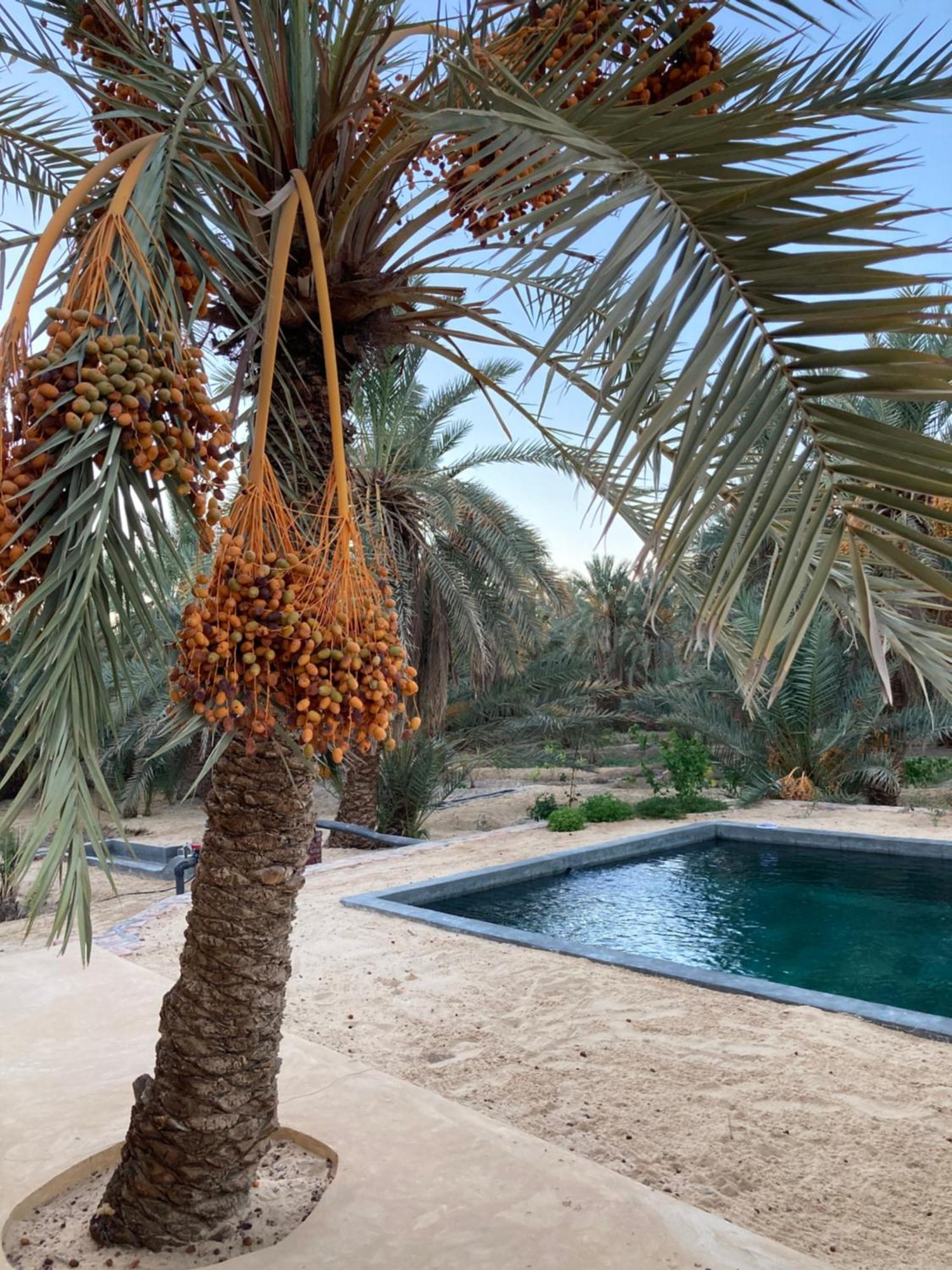 Villa Wafla Siwa Oasis Exterior foto